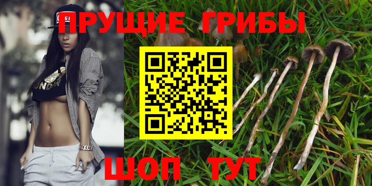 Псилоцибиновые грибы GOLDEN TEACHER  Вход с VPN  Новоалександровск 